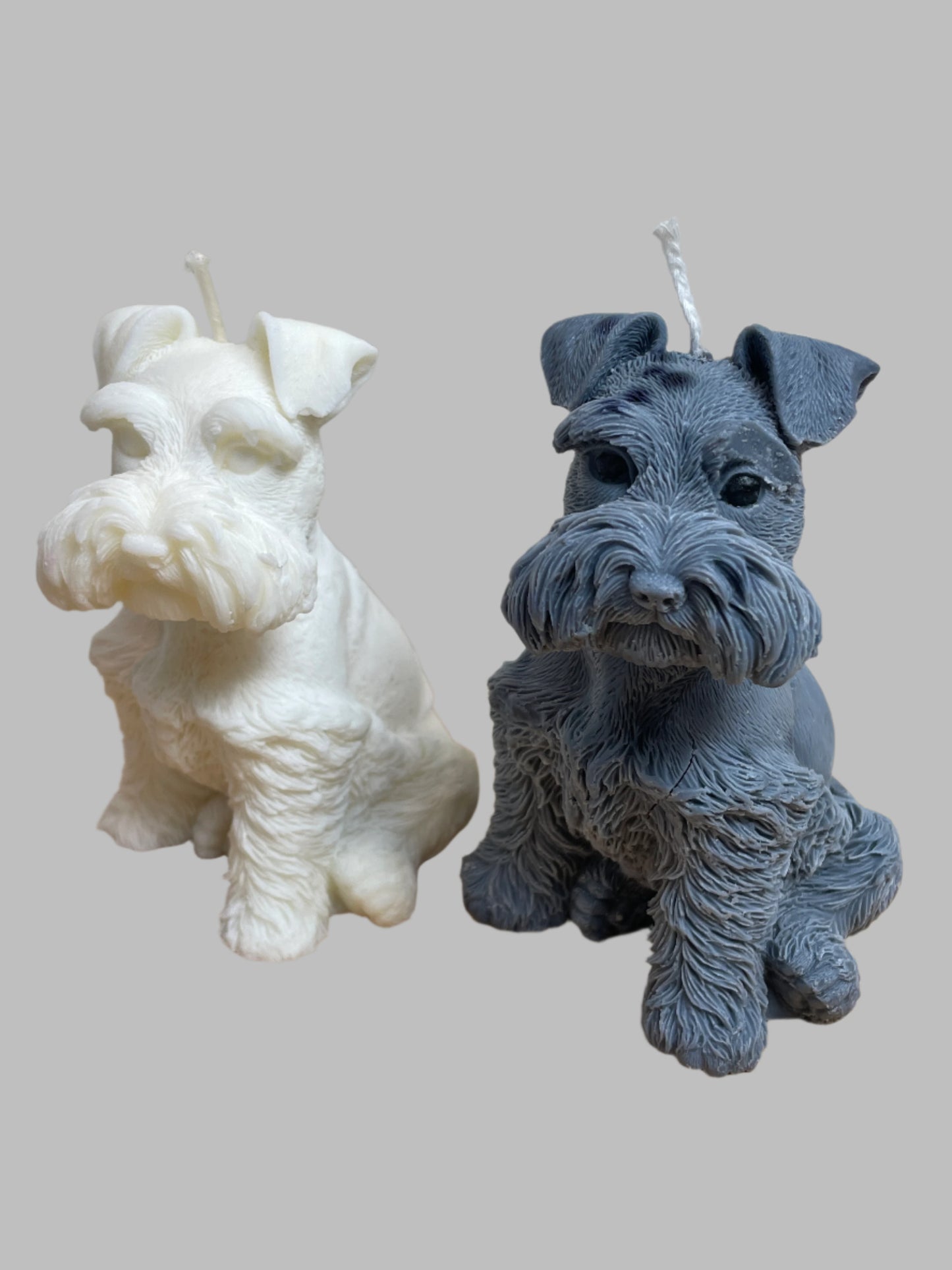 Ljus Dvärgschnauzer